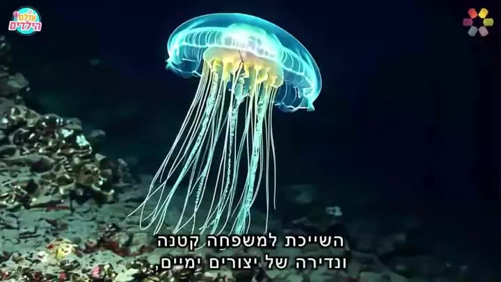 מדוזה